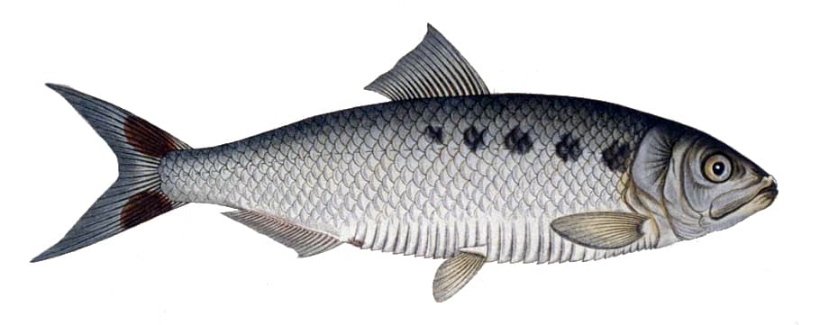 Allis shad