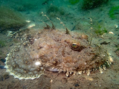 Anglerfish
