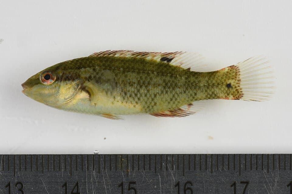 Baillon's wrasse