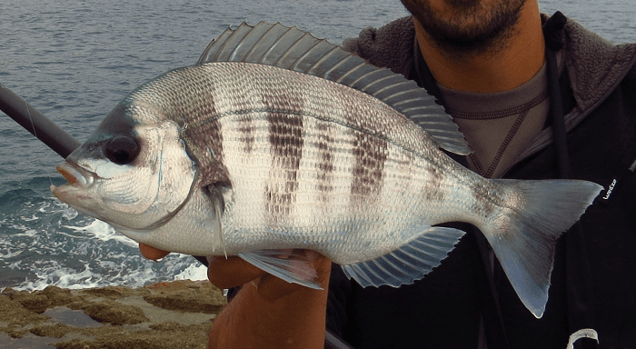 Black bream