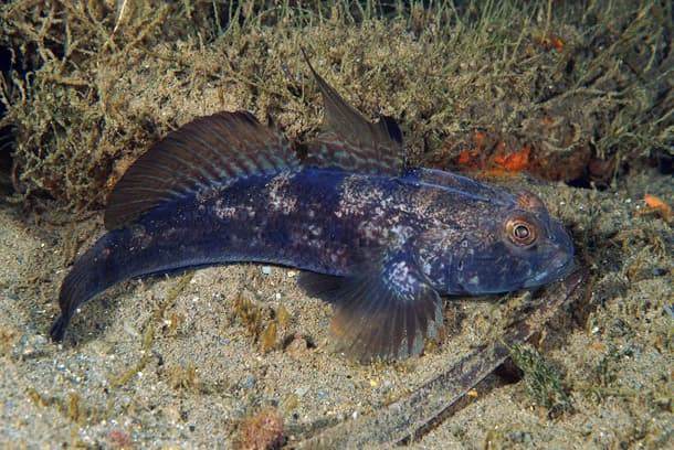 Black goby