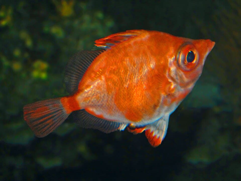 Boarfish