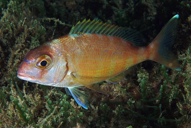 Couch's bream
