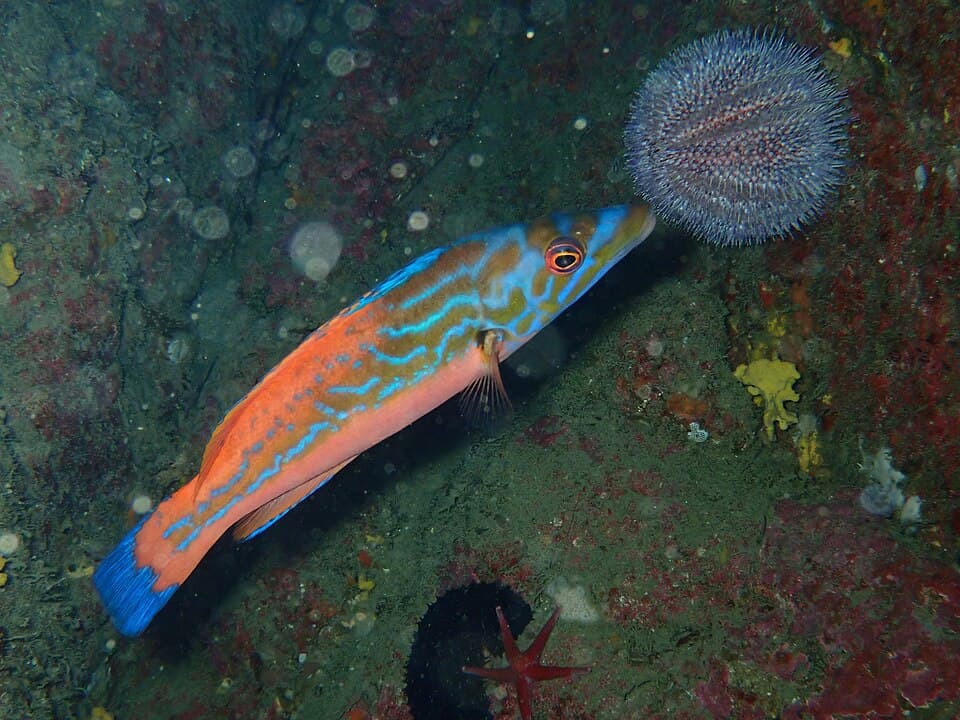 Cuckoo wrasse