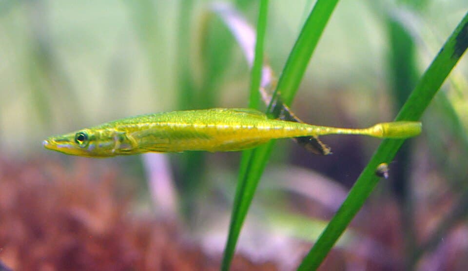 Fifteen-spined stickleback