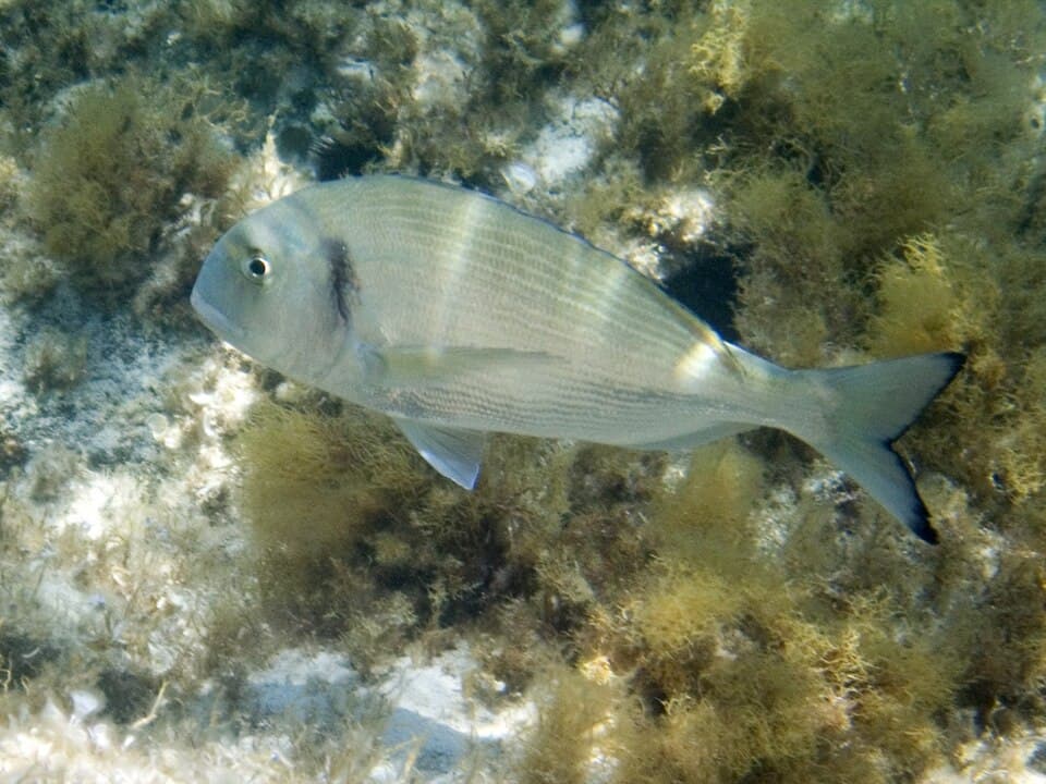 Gilthead bream