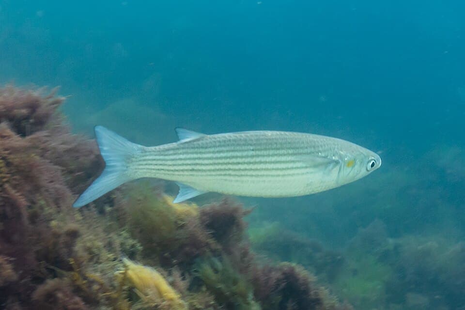 Golden grey mullet
