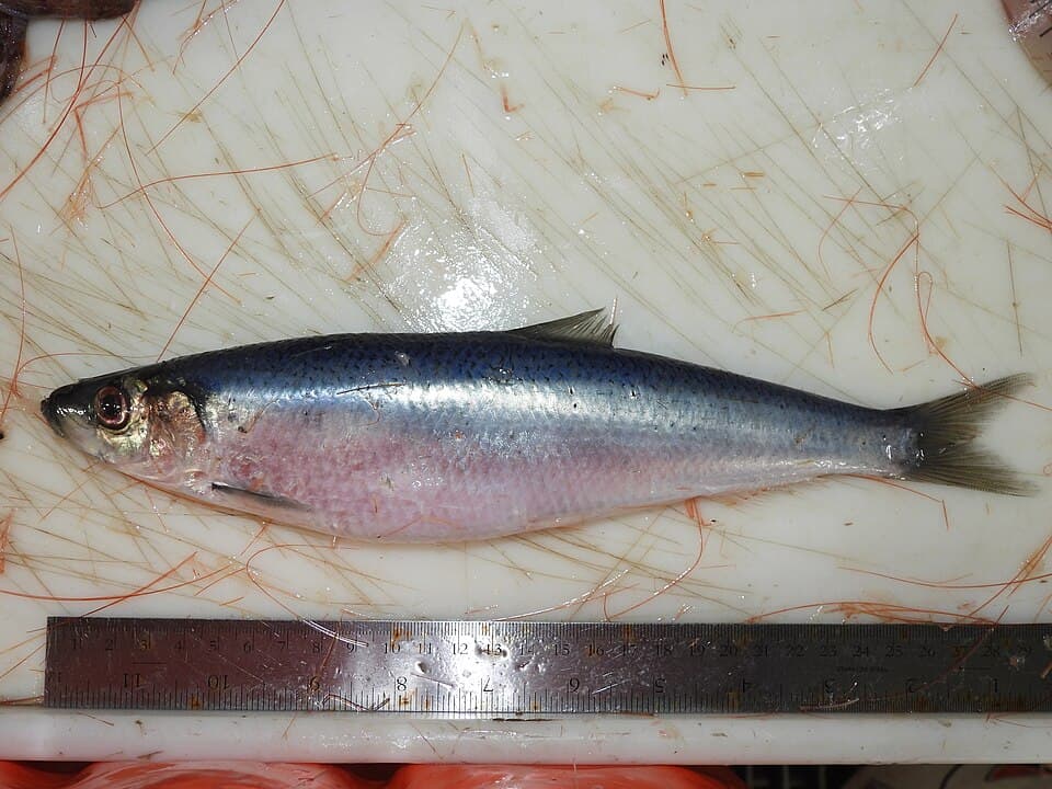 Herring