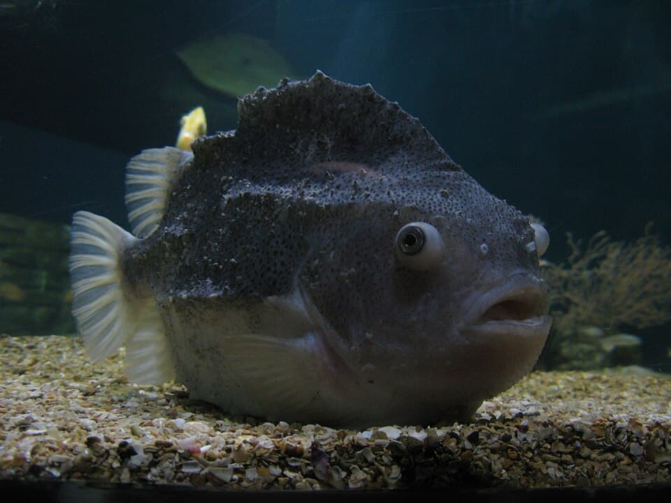 Lumpsucker