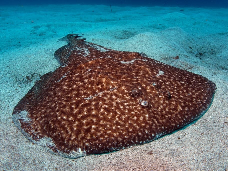 Marbled electric ray