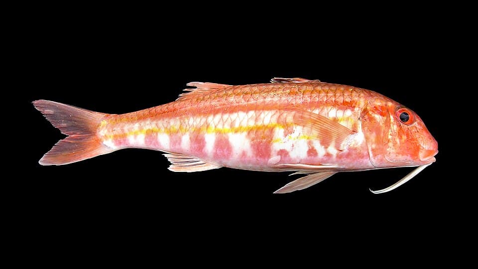 Red mullet