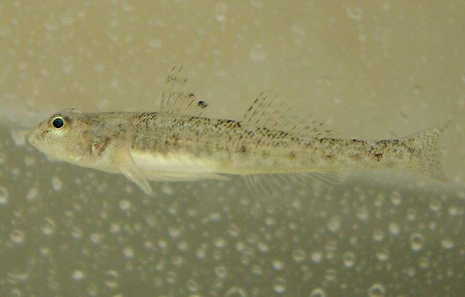 Sand goby