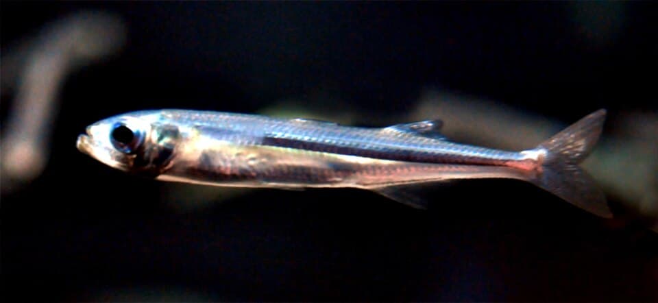 Sand smelt