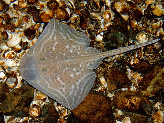 Small-eyed ray