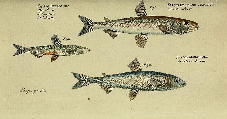Smelt