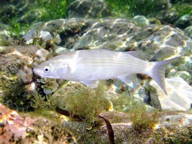 Thick-lipped mullet