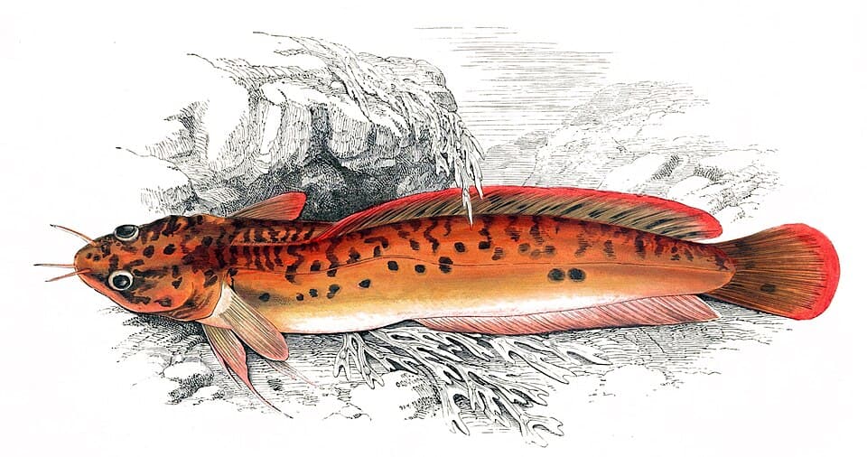 Three-bearded rockling