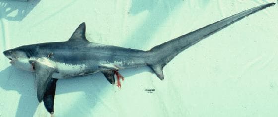 Thresher shark