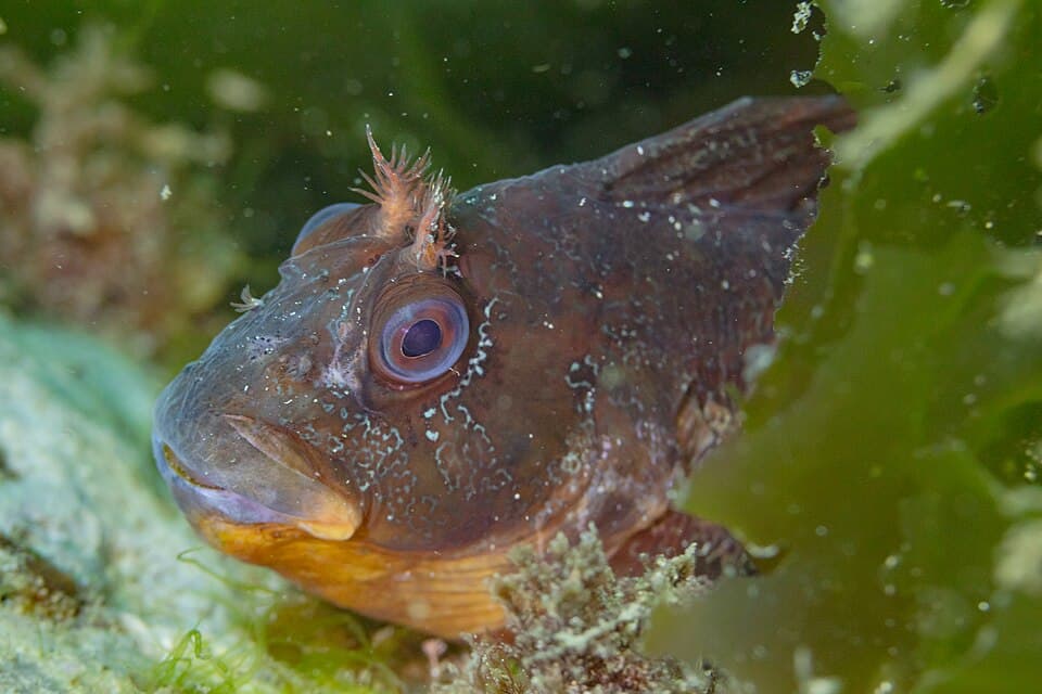 Tompot blenny
