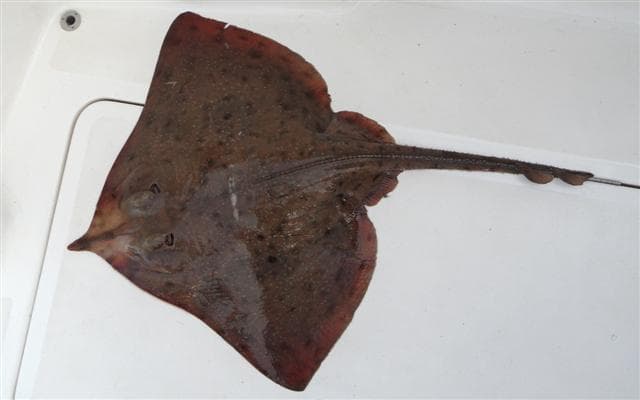 White skate