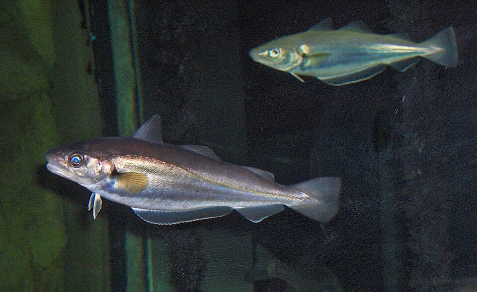 Whiting