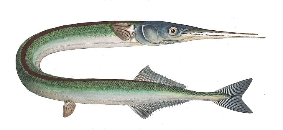 Garfish