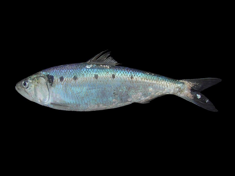 Twaite shad